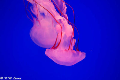 Jellyfish DSC_0562