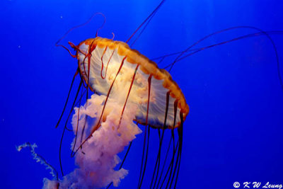 Jellyfish DSC_0578