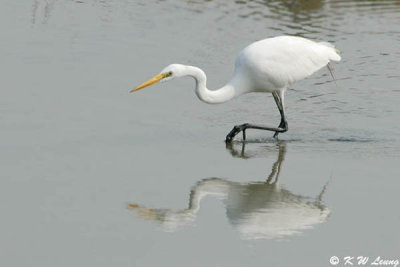 Intermediate Egret 08