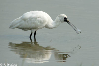 Black-faced Spoonbill 14