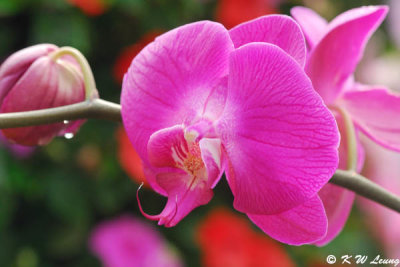 Orchid DSC_3152