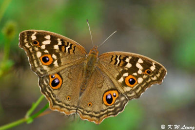 Junonia lemonias DSC_4130