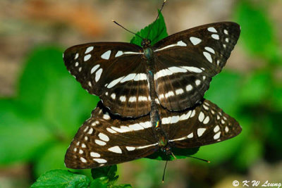 Phaedyma columella (柱菲蛺蝶)