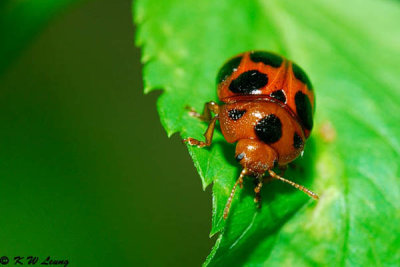 Lady Beetle DSC_4355