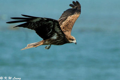 Black Kite DSC_9227