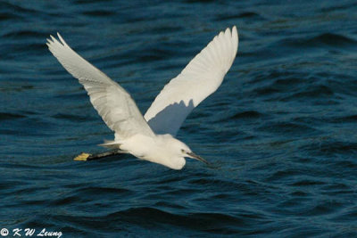 Little Egret DSC_0011