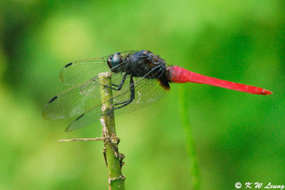 Orthetrum pruinosum neglectum DSC_0355