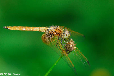 Trithemis aurora DSC_0140