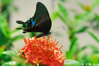Papilio paris DSC_0510