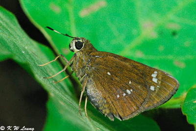 Pelopidas assamensis DSC_6965