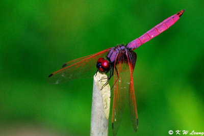 Trithemis aurora DSC_0532