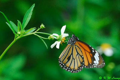 Danaus genutia DSC_0556