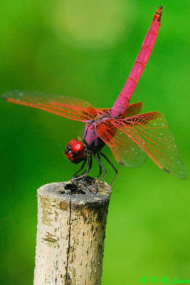 Trithemis aurora DSC_0643