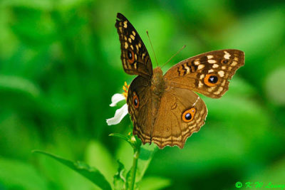 Junonia lemonias DSC_1247