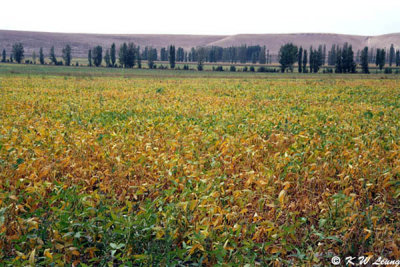 Soyabean Field