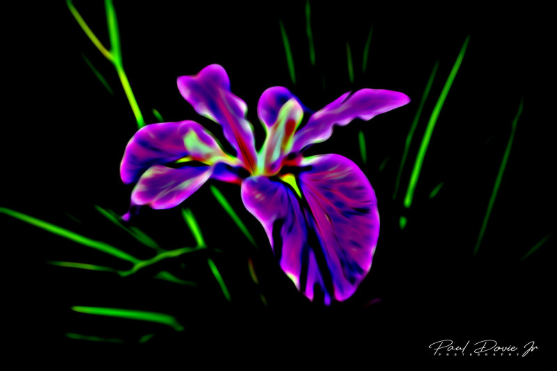  Glow Galatic Purple Iris-1863.jpg