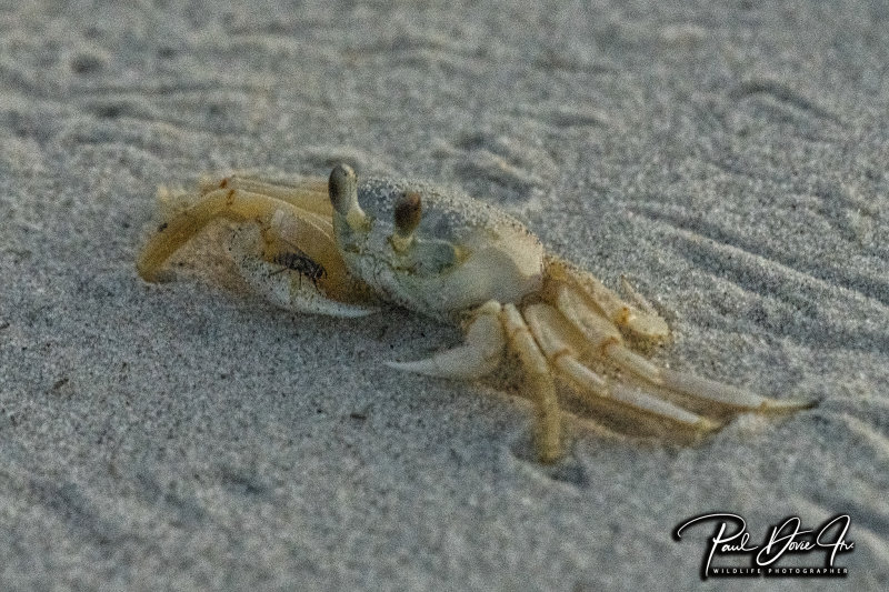 DI Ghost Crab-0472.jpg