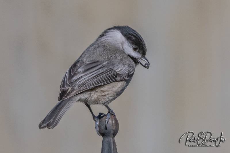 Carolina Chickadee