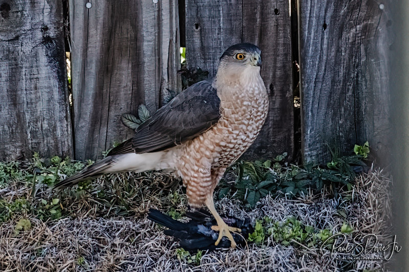 Cooper's Hawk