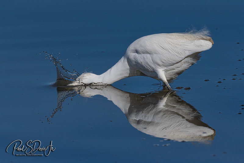 DI Snowy Egret