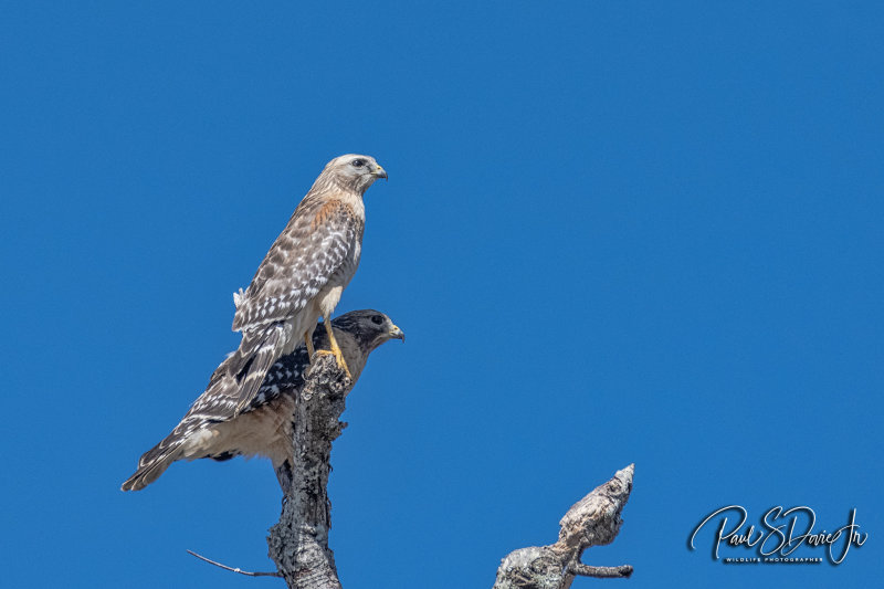 Red-shouldered Hawk-male-female