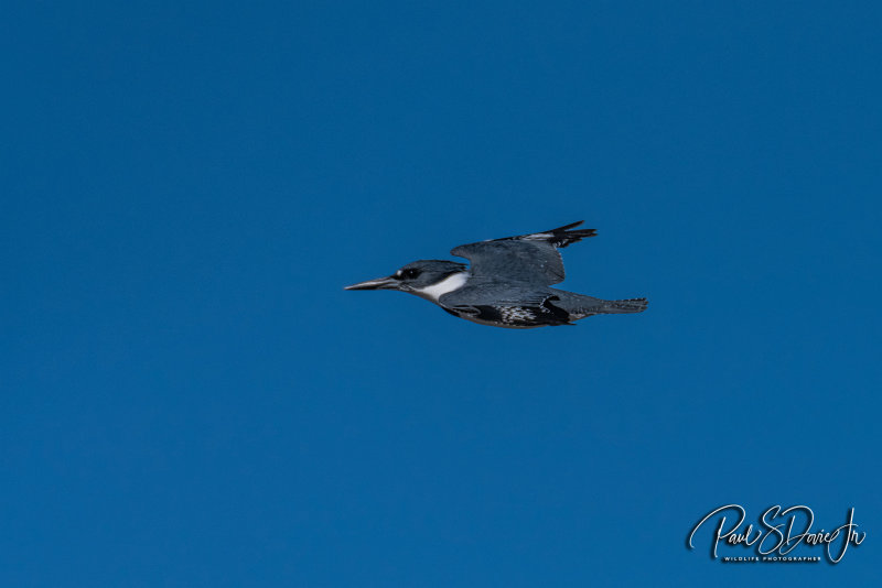 DI Belted Kingfisher