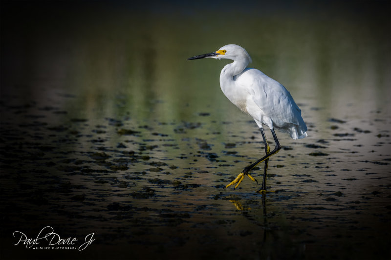 DI Snowy Egret