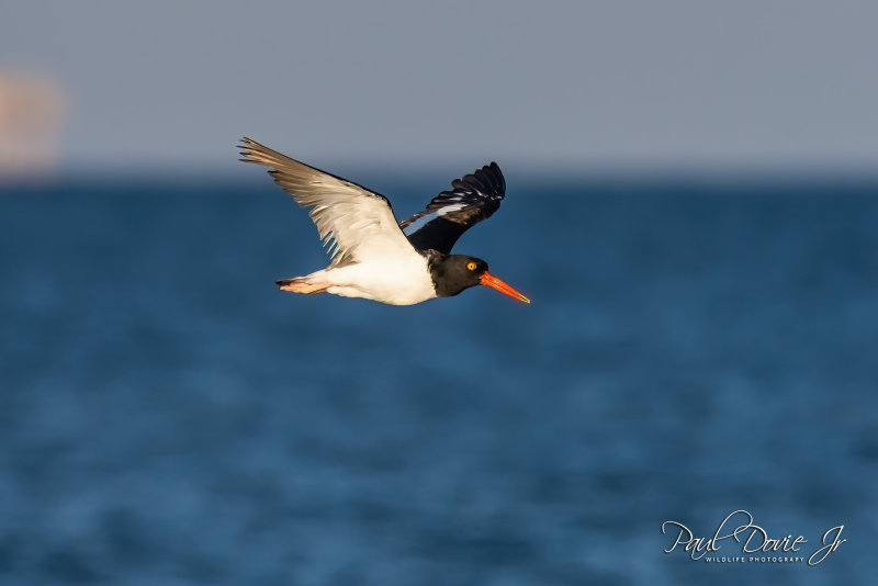 DI Oystercatcher