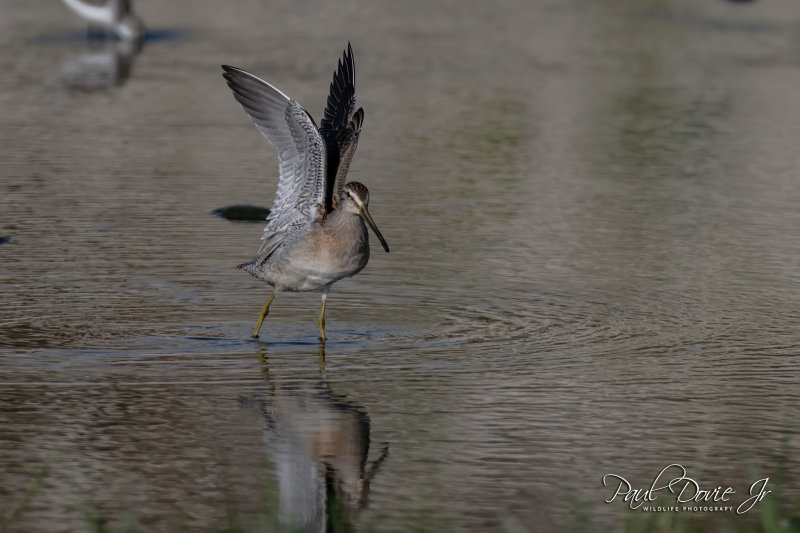 DI Short-billed Dowitcher