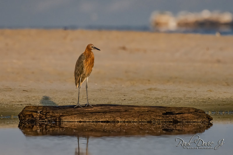 DI Reddish Egret Early Morning light