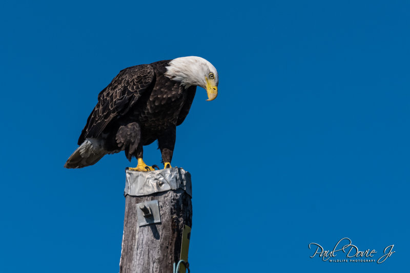 DI Bald Eagle