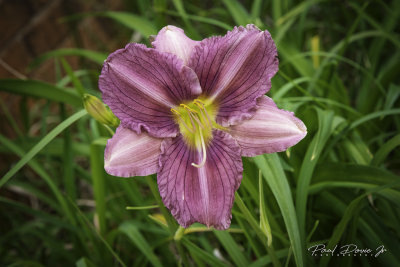 Lavender Day Lilies-2319.jpg
