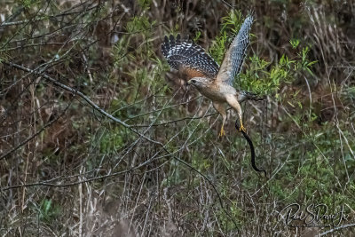 Red-shouldered Hawk & snake