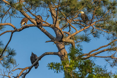 DI Bald Eagle Family