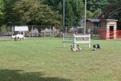 DSC_4638.jpg