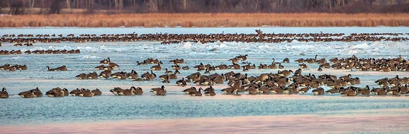 Migrating Geese At Rest DSCN10862.5.7