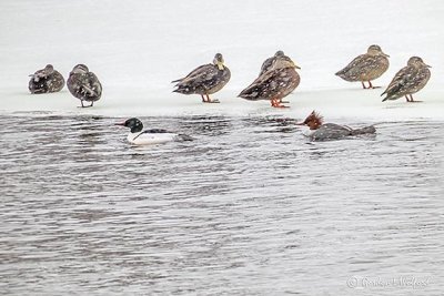 Ducks & Mergansers In Snowfall P1060338-9