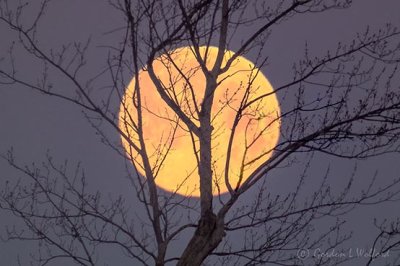 Setting Snow Moon Beyond Winter Tree P1060814-20