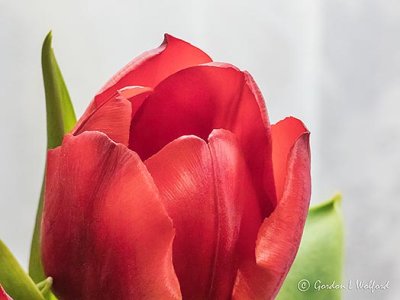 Red Tulip P1070111