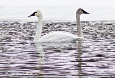 Two Swans Not Seeing Eye To Eye P1070119