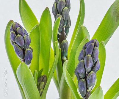 Blue Hyacinths P1070581