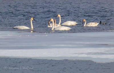 Six Swans & A Duck P1070606