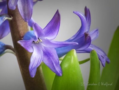 Blue Hyacinths P1070789-91