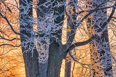 Frosty Trees At Sunrise P1390125-7
