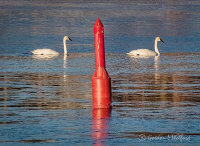 Two Swans & Red Channel Marker P1080156