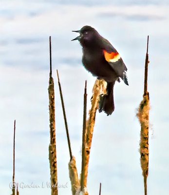 2019's First Red-winged Blackbird P1080263