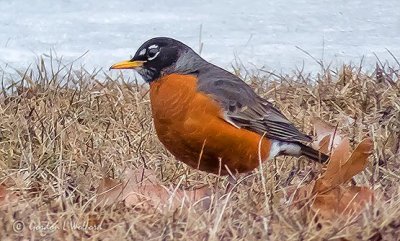 2019's First Robin P1080475