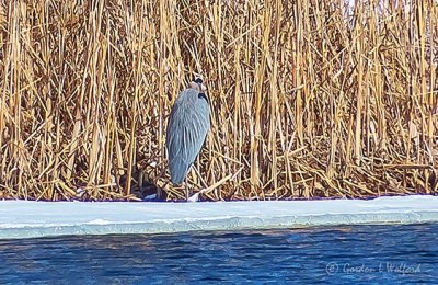 2019's First Great Blue Heron P1080516