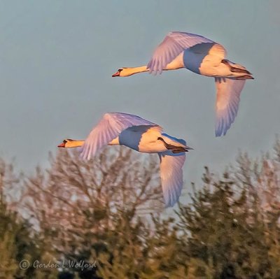 Mute Swans In Flight At Sunrise P1080674