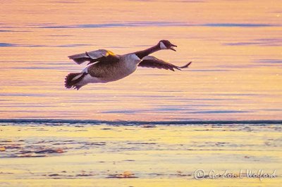 Goose In Flight At Sunrise P1080752